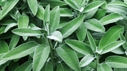 sage