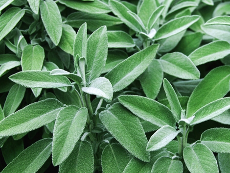 sage