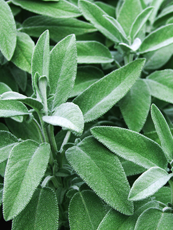 sage