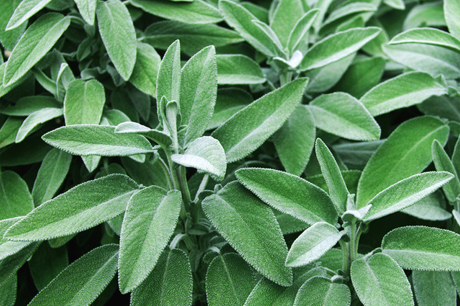 sage